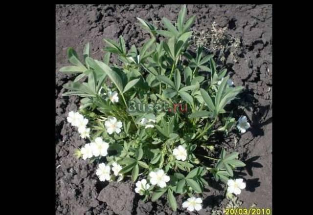 Лапчатка белая (пятипал) Мичуринск
