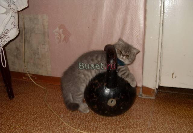 Котенок Чебоксары