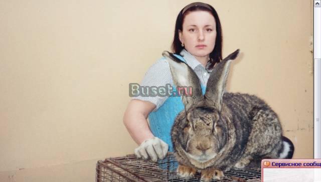 Фландр-бельгийский великан Воронеж