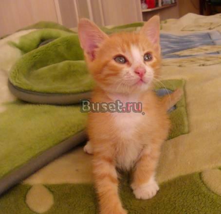 Очень красивый рыжий котенок в дар Краснодар