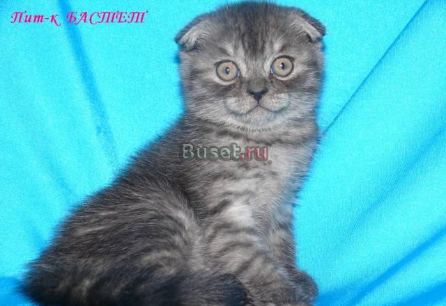 Шотландская вислоухая кошечка Москва