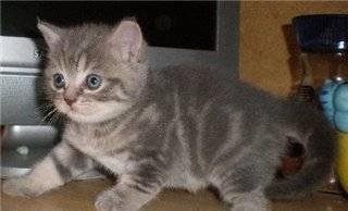 Скоттиш страйт котик Москва