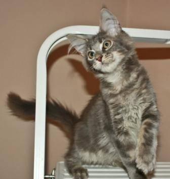 Котята мейн кун Москва