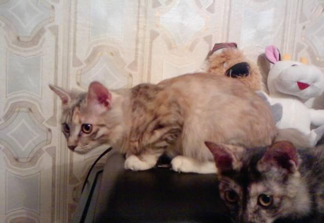 Курильский бобтейл котята Омск