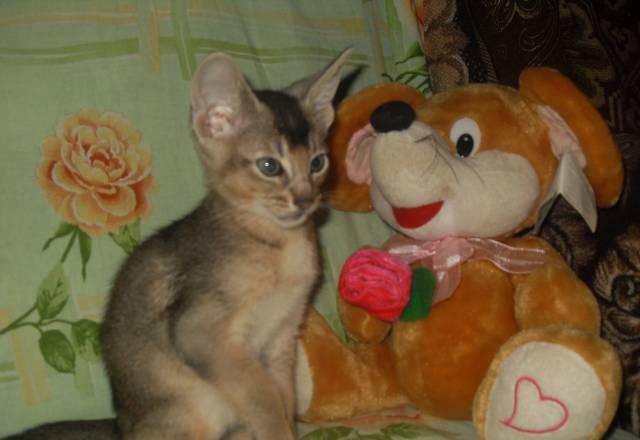 Абиссинские котята-миниатюрные пумы Нижний Новгород
