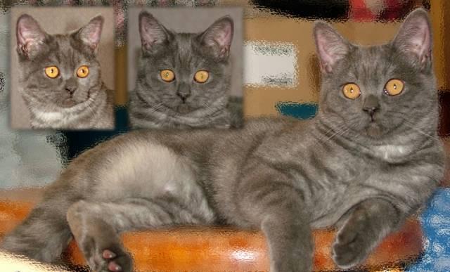 Шотландская кошечка Новосибирск