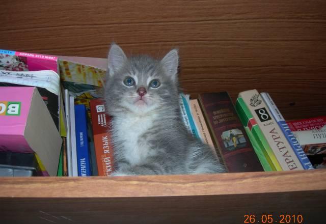 Котята Екатеринбург