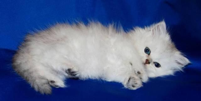 Котята персидской серебристой шиншиллы Москва