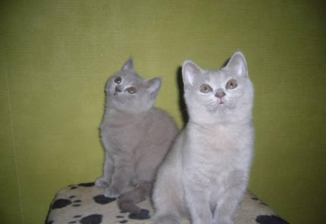 Клубные британские котята от чемпиона Москва