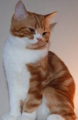 Подрощенный скоттиш страйт котик Москва