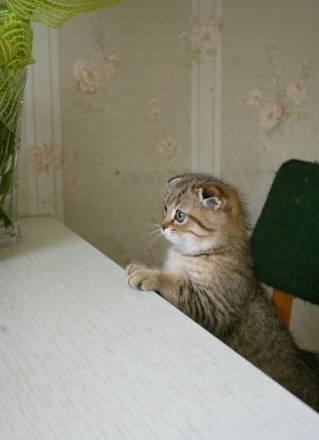 Котята породы шотландская вислоухая Москва
