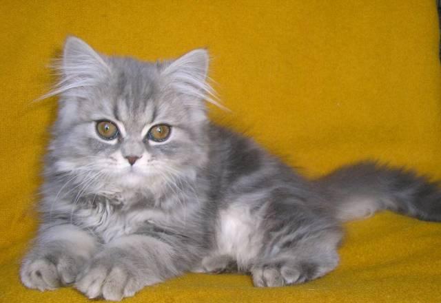 Котенок Хайленд страйт голубого мраморного окраса Москва