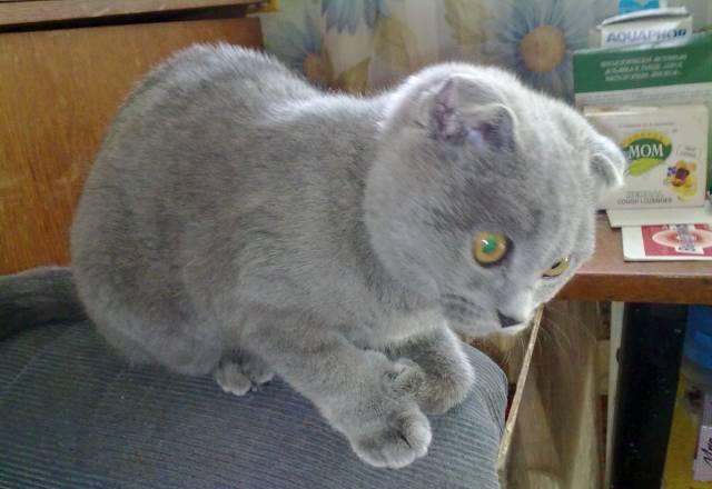 Продам котенка Шотландской вислоухой(кошечка) Екатеринбург