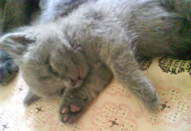 Котятки Нижний Новгород