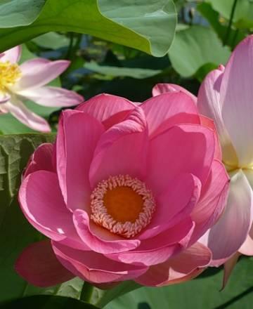 Хотите решить вопросы здоровья Челябинск