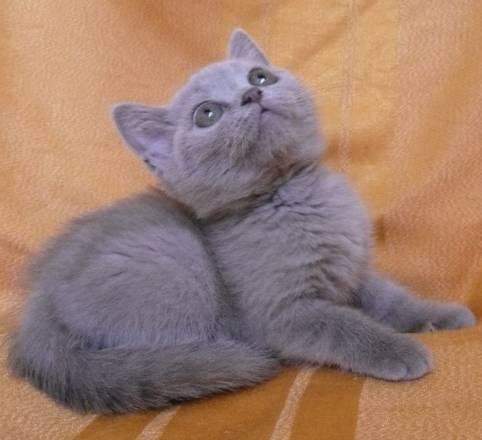 Шотландская лиловая кошечка скоттиш-страйт Санкт-Петербург