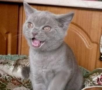 Лиловый британский котик от элитных родителей Санкт-Петербург