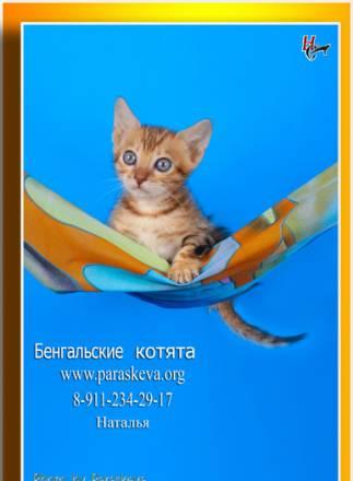 Бенгальские кошки, бенгальские котята Санкт-Петербург