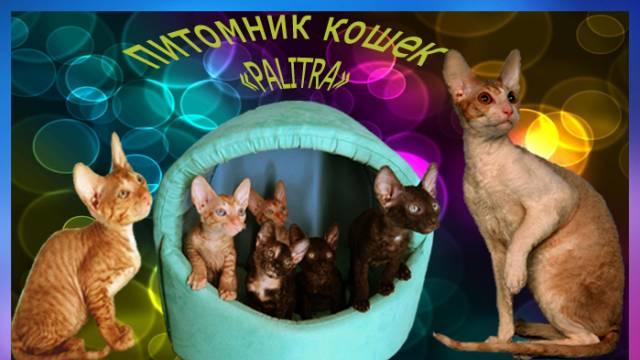 Киски Москва