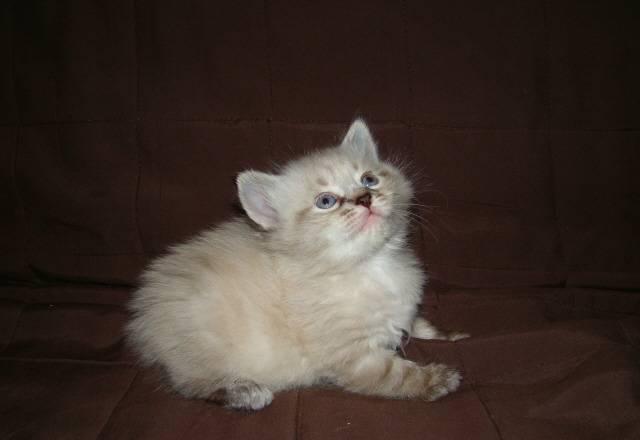 Котята Краснодар
