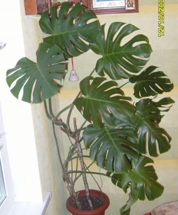 Монстера Москва