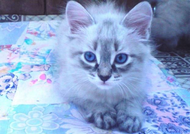 Котята с родословной Екатеринбург