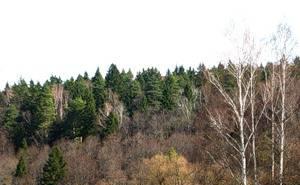 Каширское 75 км от МКАД. Очень красивый участок Ступино