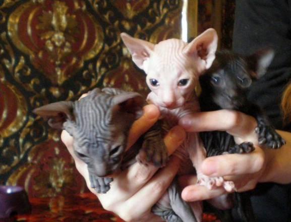 Сфинксы Донские.Элитные котята Санкт-Петербург