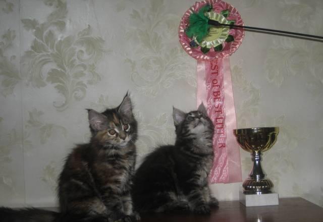 Котята мейн кун Москва