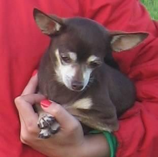 Стрижки собак и кошек ветврачом Санкт-Петербург