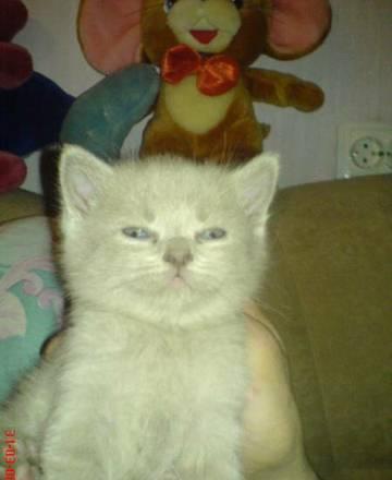 британские котята Тула
