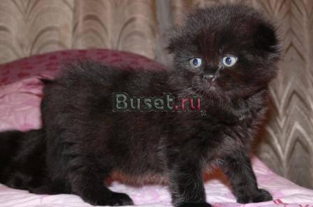 Очаровательные шотландские вислоухие котята Москва
