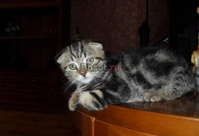Вислоухий котик. . Родословная Москва