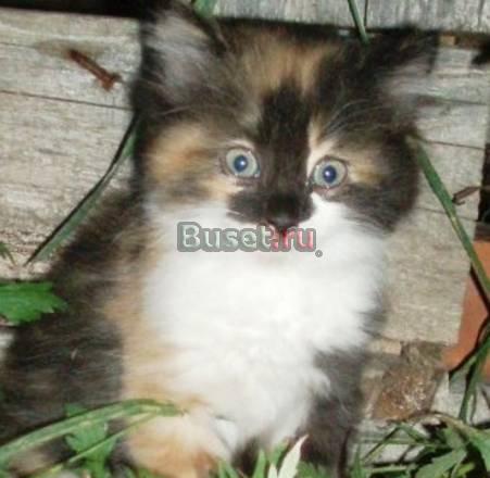 Очень красивые котята получились Чехов
