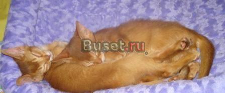 Абиссинские котята Москва