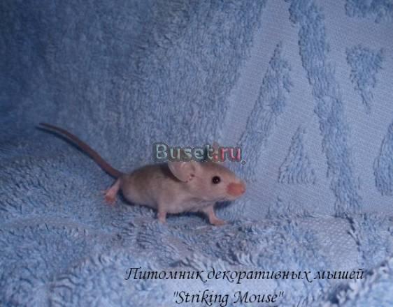 Декоративные мыши из питомника Москва