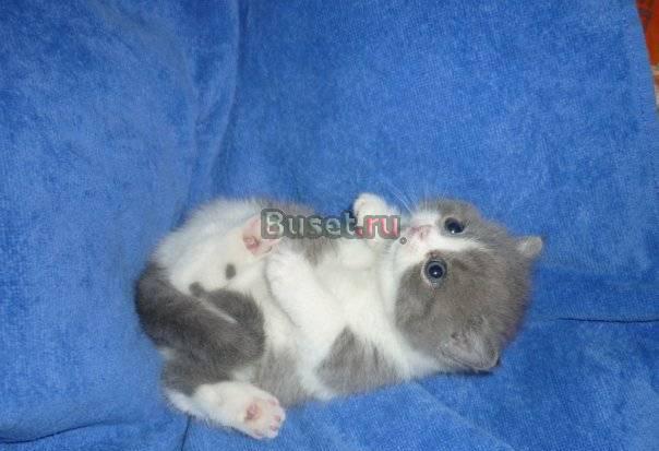 Шотландские вислоухие и Британские котята Москва