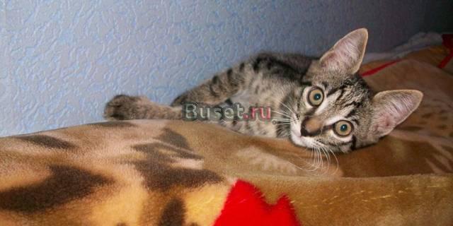 Йосик ищет любящего хозяина Краснодар