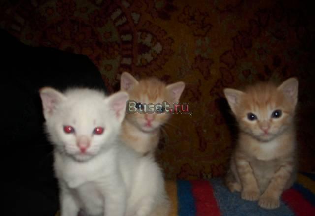 Месячные котики и одна кошечка Екатеринбург