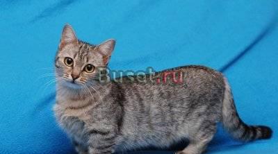 Манчкин-котята самой маленькой кошки Москва