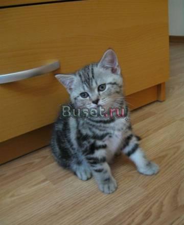 Британские котята Москва