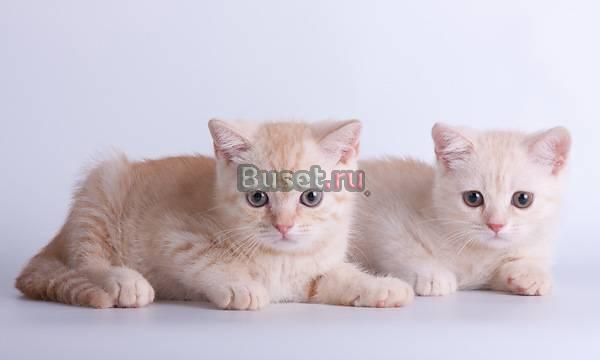 Британские короткошерстные котята Саратов