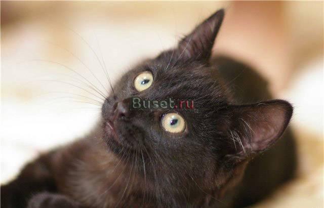 Черный  котик  в  дар Москва