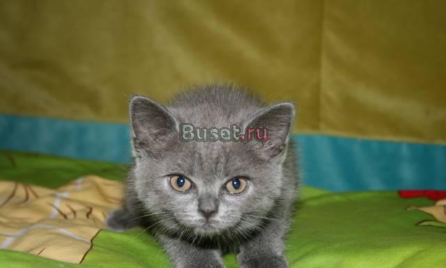 Бритаская голубая кошечка 2,5 месяца Москва