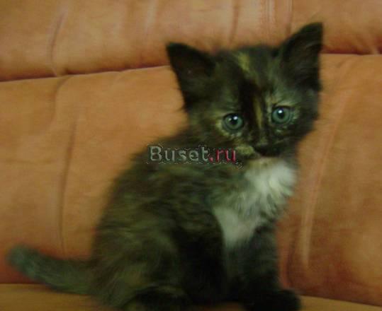 Котята полуперсы трехцветные Санкт-Петербург