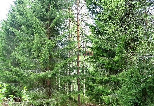 Лесной участок. Минское, Киевское ш. 29 км от МКАД Москва
