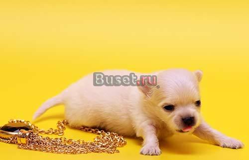 Чихуахуа щенки РКФ Москва