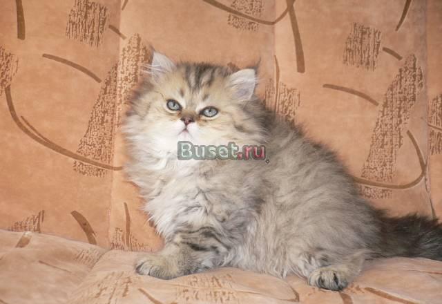 Персидские котята(золотистая шиншилла) Москва