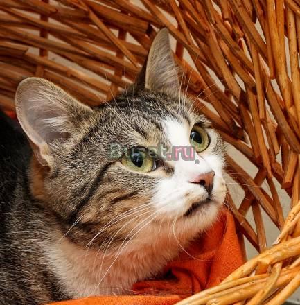 Уникальная кошка Уника. 1,5 года. Ласковая и игрив Санкт-Петербург