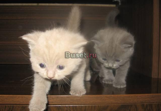 Британские котята от породистых родителей Ивантеевка